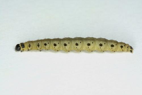 Yponomeuta sp.